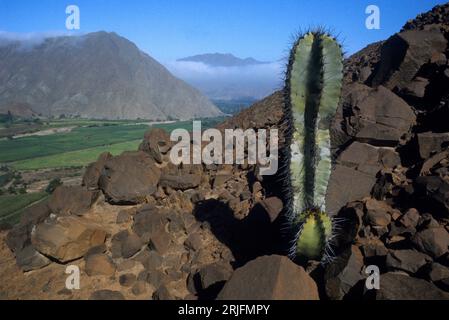 Vallée de la rivière moche dans les contreforts arides des Andes avec cactus ; agriculture irriguée dans la vallée. Banque D'Images