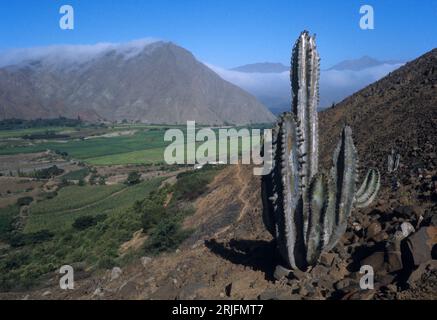 Pérou. La Libertad region.Vallée de la rivière moche dans les contreforts arides des Andes avec cactus ; agriculture irriguée dans la vallée. Banque D'Images