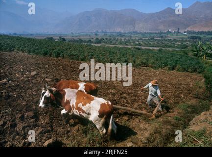 Vallée de la rivière moche dans les contreforts arides de la chaîne de montagnes des Andes ; agriculture irriguée dans la vallée ; labourage paysan avec charrue à boeufs. Banque D'Images