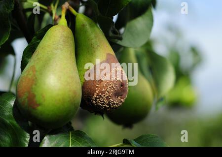 Poires de variété Concorde sur un arbre avec un fruit pourri Banque D'Images