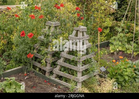 Whitby, North Yorkshire, Angleterre, Royaume-Uni - 5 mai 2023 - fleurs sauvages, y compris coquelicots soutenus par des pyramides en bois fabriquées à la main Banque D'Images