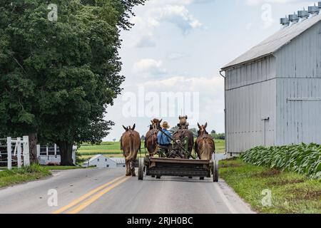Amish Farmer conduisant un wagon de ferme tiré par des chevaux sur la route dans le comté rural de Lancaster, Pennsylvanie Banque D'Images
