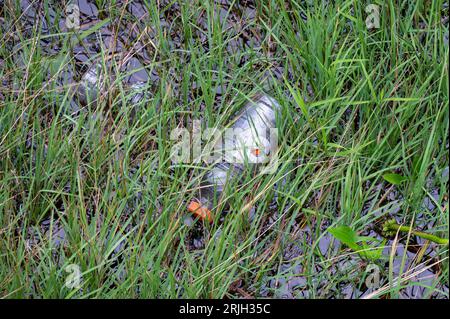 Pollution plastique - deux bouteilles en plastique vides flottant dans l'herbe et les mauvaises herbes le long de la rivière Sacandaga dans les montagnes Adirondack, NY USA Banque D'Images