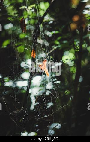 une image de fond de feuilles d'automne prises dans une toile d'araignée dans la forêt pendant la journée éclairée par un faisceau de lumière venant à travers le canop aérien Banque D'Images