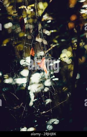 une image de fond de feuilles d'automne prises dans une toile d'araignée dans la forêt pendant la journée éclairée par un faisceau de lumière venant à travers le canop aérien Banque D'Images