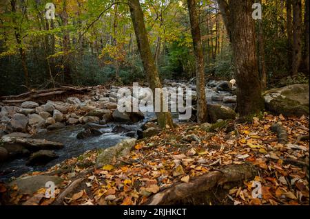 Ruisseau court à côté des arbres Chanigng Color en automne dans les Smokies Banque D'Images