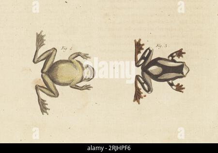 Grenouille des arbres de Beireis, grenouille à feuilles blanches ou grenouille des arbres de clown, Dendropsophus leucophyllatus, Rana leucophyllata, ventral 3, dorsal 4. Trouvé au Suriname. Gravure sur cuivre colorée à la main de Carl Bertuch's Bilderbuch fur Kinder (Livre d'images pour enfants), Weimar, 1813. Une encyclopédie pour enfants en 12 volumes illustrée de près de 1 200 planches gravées sur l'histoire naturelle, la science, le costume, la mythologie, etc., publié de 1790 à 1830. Banque D'Images