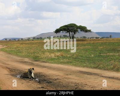 Hyena tachetée au repos dans le parc national de Serengeti, Tanzanie, Afrique de l'est Banque D'Images