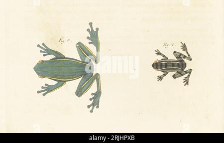 Grenouille verte d'Amérique, Dryophytes cinereus 3, et Hylarana nicobariensis, indigène à Java 4. Rainette flanc-raye, Hyla lateralis, Rainette bi-rayee, Hyla bilineata. Gravure sur cuivre colorée à la main de Carl Bertuch's Bilderbuch fur Kinder (Livre d'images pour enfants), Weimar, 1813. Une encyclopédie pour enfants en 12 volumes illustrée de près de 1 200 planches gravées sur l'histoire naturelle, la science, le costume, la mythologie, etc., publié de 1790 à 1830. Banque D'Images