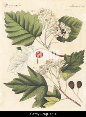 Arbre Whitebeam, Aria edulis 1 et arbre de service sauvage, déquiers et damier, Sorbus torminalis 2. Branche avec fleur, fleur, feuille, fruit et graine. Les plantes ont été dessinées par Henriette et Conrad Westermayr, F. Götz et C. Ermer. Gravure sur cuivre colorée à la main de Carl Bertuch's Bilderbuch fur Kinder (Livre d'images pour enfants), Weimar, 1813. Une encyclopédie pour enfants en 12 volumes illustrée de près de 1 200 planches gravées sur l'histoire naturelle, la science, le costume, la mythologie, etc., publié de 1790 à 1830. Banque D'Images