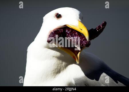 Gros plan de mouette mangeant une étoile de mer Banque D'Images