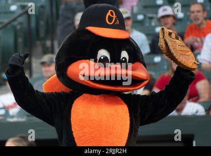 Baltimore, États-Unis. 22 août 2023. BALTIMORE, Maryland - 22 AOÛT : mascotte des Orioles de Baltimore avant un match de MLB entre les Orioles de Baltimore et les Blue Jays de Toronto, le 22 août 2023, à Orioles Park à Camden yards, à Baltimore, Maryland. (Photo de Tony Quinn/SipaUSA) crédit : SIPA USA/Alamy Live News Banque D'Images