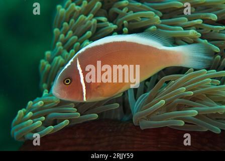 Anémonefish rose, périderion amphiprion, dans la magnifique mer Anémone, Heteractis magnifica, site de plongée Batu Sandar, détroit de Lembeh, Sulawesi, Indonésie Banque D'Images