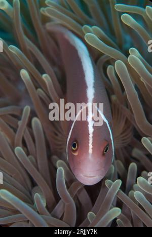 Anémonefish rose, périderion amphiprion, dans la magnifique mer Anémone, Heteractis magnifica, site de plongée Batu Sandar, détroit de Lembeh, Sulawesi, Indonésie Banque D'Images