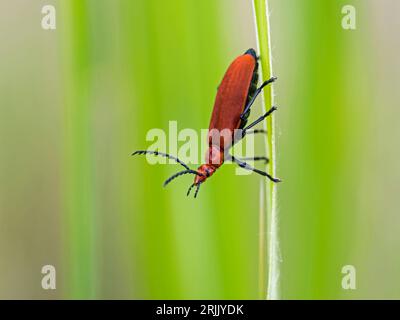 Cardinal Beetle à tête rouge (Pyrochroa serraticornis), Wicken, Cambridgeshire, Angleterre, Royaume-Uni Banque D'Images