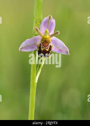 Orchidée abeille (Ophrys apifera), Haddenham, Cambridgeshire, Angleterre, Royaume-Uni Banque D'Images