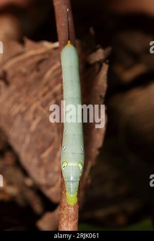 Une chenille verte de papillon de faucon perchée sur une branche. Banque D'Images