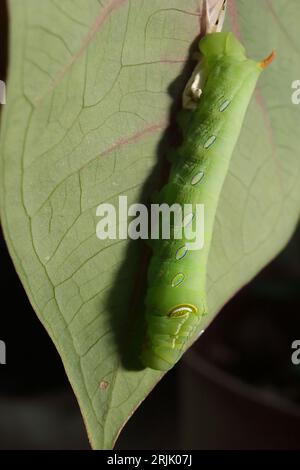 Une chenille verte de papillon de faucon perchée sur une feuille. Banque D'Images