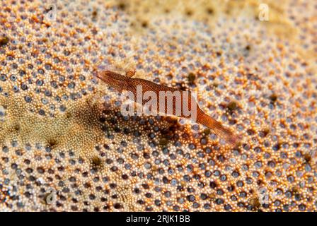 Crevettes étoilées, Periclimenes soror, sur Cushion Star, Culcita novaeguineae, site de plongée Kereko Batu, détroit de Lembeh, Sulawesi, Indonésie Banque D'Images