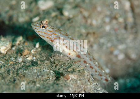 Silverspot Shrimpgoby, Ctenogobiops maculosus, garde debout près de l'entrée du trou sur sable noir, site de plongée Kareko Batu, détroit de Lembeh, Sulawesi, Indones Banque D'Images