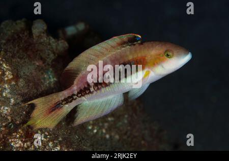 Twospot Wrasse, Oxycheilinus bimaculatus, site de plongée Magic crack, détroit de Lembeh, Sulawesi, Indonésie Banque D'Images