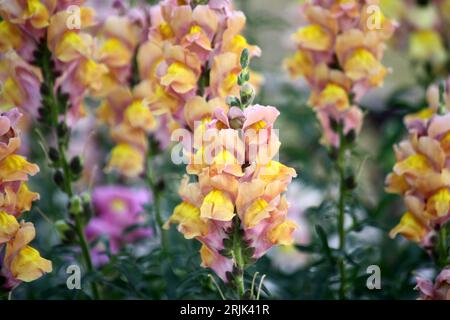 Snapdragon de couleur jaune (Antirrhinum majus) fleurs en fleurs : (pix Sanjiv Shukla) Banque D'Images