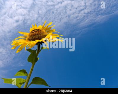 Un seul tournesol contre un ciel bleu avec peu de nuages, photographié d'en bas Banque D'Images