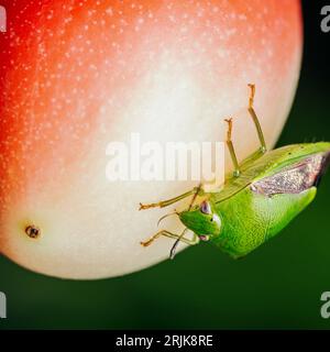 Bug bouclier vert sur les fruits rouges dans le jardin avec la nature floue bachground. Banque D'Images