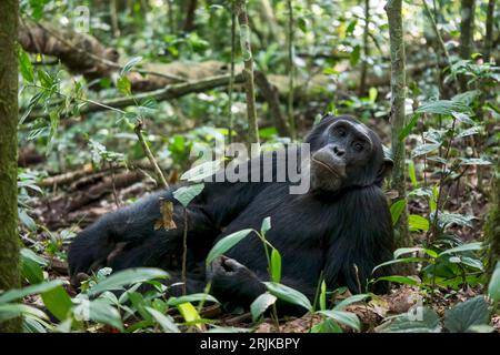 An older wild male chimpanzee (Pan troglodytes) relaxes on the ground in his natural forest habitat in Kibale National Park, Uganda. Stock Photo