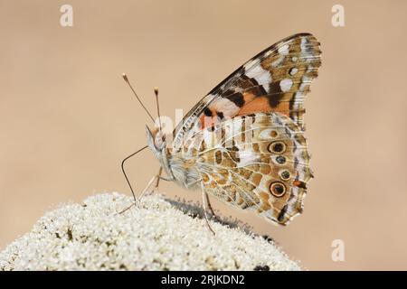 Papillon belle dame se nourrissant de nectar Banque D'Images