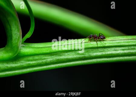 Une photo macro d'une petite fourmi marchant sur le dessus d'une feuille de plante vert vif sur un fond sombre Banque D'Images