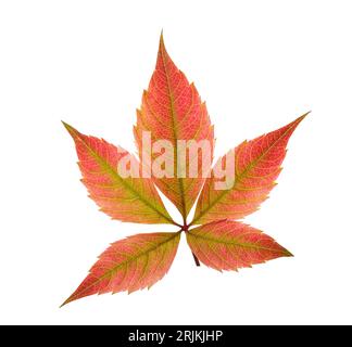 Feuille d'automne colorée isolée sur fond blanc. Ivy à cinq feuilles Banque D'Images