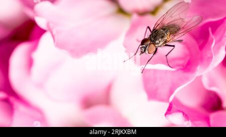 Une vue détaillée d'une petite mouche perchée au sommet d'une délicate fleur rose Banque D'Images