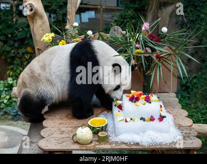 Kuala Lumpur, Malaisie. 23 août 2023. Le panda femelle géant Liang Liang est vu dans un enclos lors des célébrations du 17e anniversaire au zoo national de Kuala Lumpur. Crédit : SOPA Images Limited/Alamy Live News Banque D'Images