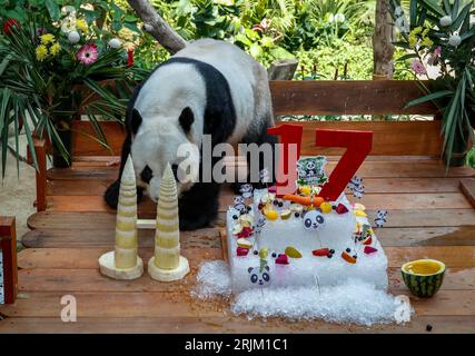 Kuala Lumpur, Malaisie. 23 août 2023. Le panda mâle géant Xing Xing est vu dans un enclos lors des célébrations du 17e anniversaire au zoo national de Kuala Lumpur. Crédit : SOPA Images Limited/Alamy Live News Banque D'Images