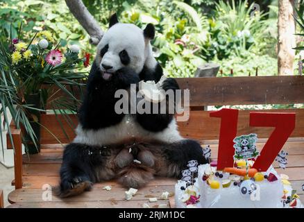 Kuala Lumpur, Malaisie. 23 août 2023. Le panda mâle géant Xing Xing est vu dans un enclos lors des célébrations du 17e anniversaire au zoo national de Kuala Lumpur. Crédit : SOPA Images Limited/Alamy Live News Banque D'Images