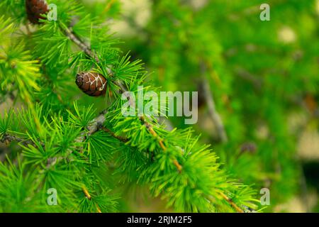 Baikal Larch Pine Cones Close Up fond doux Banque D'Images