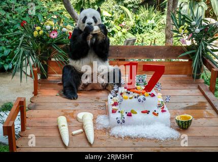 Kuala Lumpur, Malaisie. 23 août 2023. Le panda mâle géant Xing Xing est vu dans un enclos lors des célébrations du 17e anniversaire au zoo national de Kuala Lumpur. (Photo de Wong Fok Loy/SOPA Images/Sipa USA) crédit : SIPA USA/Alamy Live News Banque D'Images