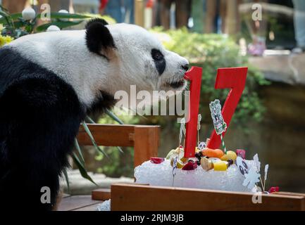 Kuala Lumpur, Malaisie. 23 août 2023. Le panda mâle géant Xing Xing est vu dans un enclos lors des célébrations du 17e anniversaire au zoo national de Kuala Lumpur. (Photo de Wong Fok Loy/SOPA Images/Sipa USA) crédit : SIPA USA/Alamy Live News Banque D'Images