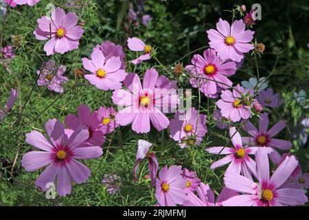 Pink Cosmos bipinnatus, communément appelé cosmos de jardin ou aster mexicain, en fleur. Banque D'Images