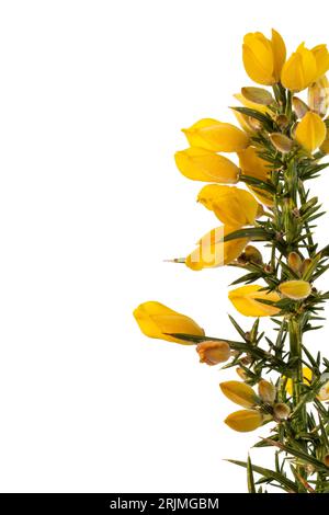 Les fleurs et les épines jaunes de gorse sont isolées sur fond blanc Gorse a été introduit en Nouvelle-Zélande depuis l'Europe et est une espèce envahissante. Banque D'Images