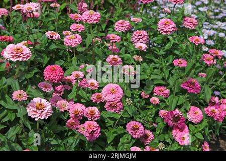 Zinnia elegans 'Super Yoga Rose' rose vif en fleur. Banque D'Images