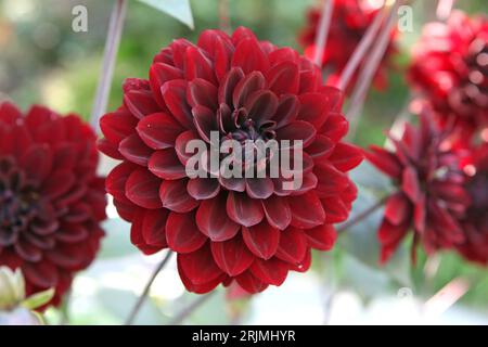 Rouge marron décoratif Dahlia 'Karma chocc' en fleur. Banque D'Images