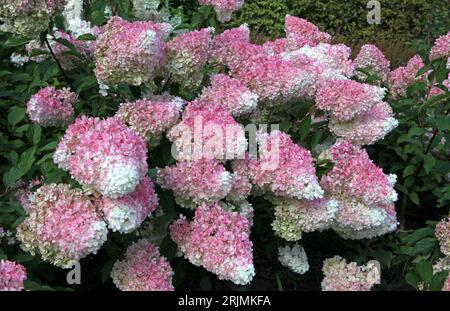 Panicule rose et blanche Hydrangea, vanille fraise 'Renhy' en fleur. Banque D'Images