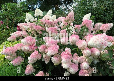 Panicule rose et blanche Hydrangea, vanille fraise 'Renhy' en fleur. Banque D'Images