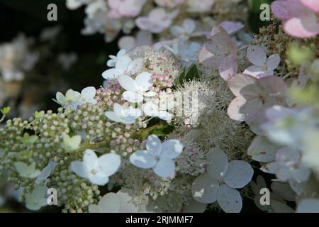 Hydrangea paniculata blanc et rose, ou hortensia paniqué 'Chantilly Lace' en fleur. Banque D'Images
