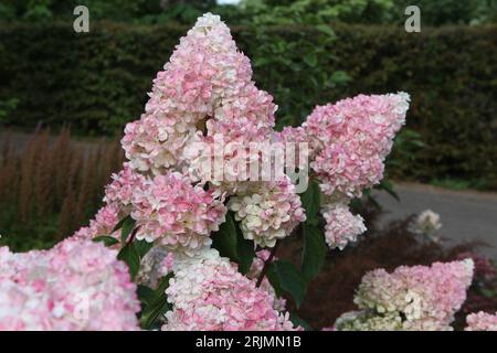 Panicule rose et blanche Hydrangea, vanille fraise 'Renhy' en fleur. Banque D'Images