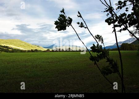 Une plaine herbeuse verdoyante devant des montagnes enneigées, avec un arbre solitaire au premier plan Banque D'Images