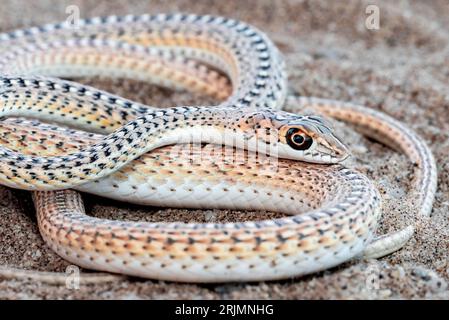 Un serpent de sable namib, une espèce légèrement venimeuse de Namibie, en Afrique. Psammophis namibensis. Banque D'Images