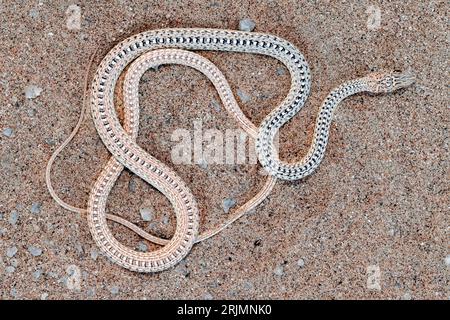 Un serpent de sable namib, une espèce légèrement venimeuse de Namibie, en Afrique. Psammophis namibensis. Banque D'Images